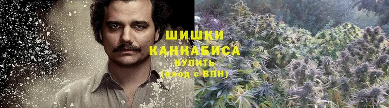 Конопля OG Kush  Болотное 